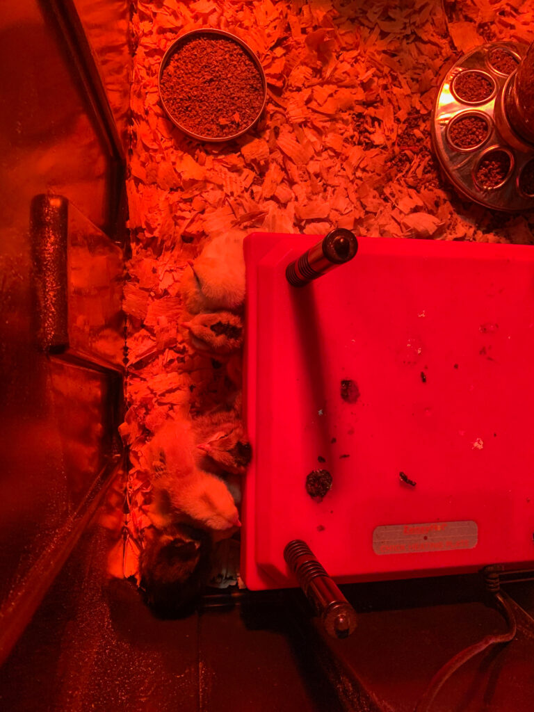 chicks Brooder with warmer