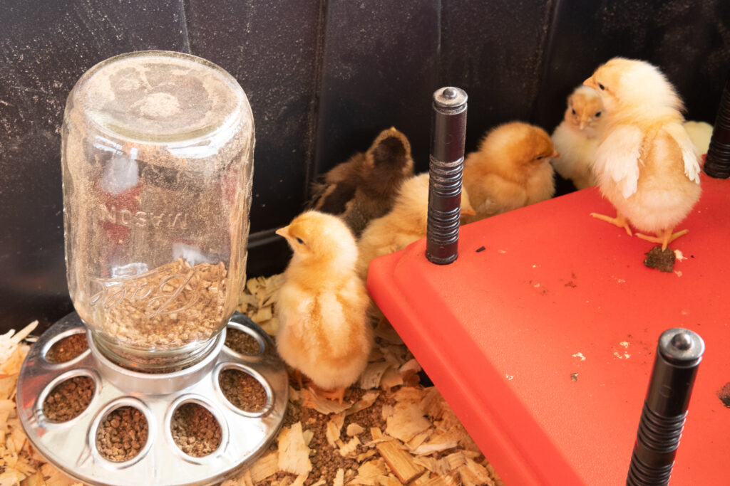 Chicks in Brooder with Feeder