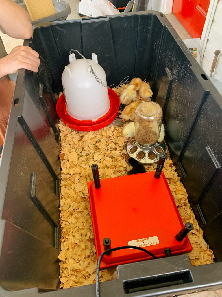 Chick Brooder Set up with Warmer feeder and waterer
