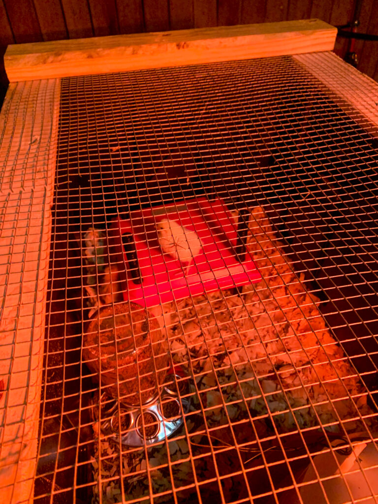 DIY Chick Brooder Box