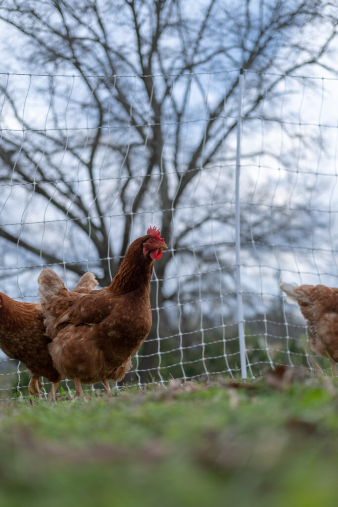mature chickens in fence