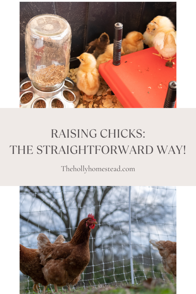 Baby Chicks on Warmer and Mature Chicken