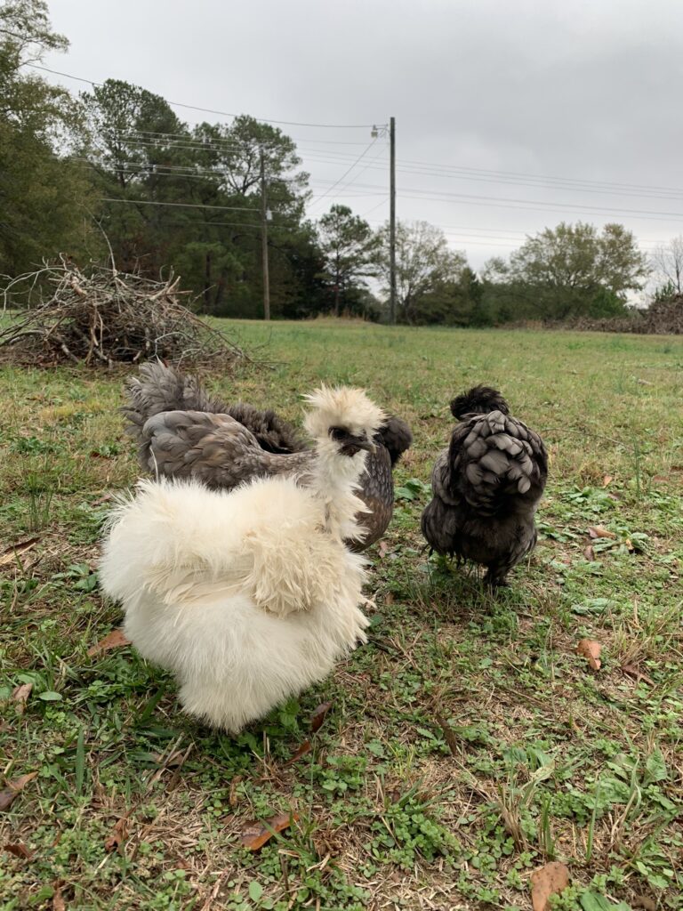 White chicken in side profile