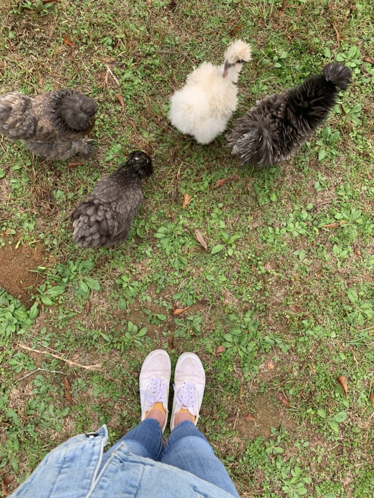 4 silkie chickens in front of woman wearing white shoes